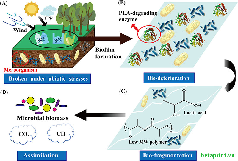 Nhiệt độ và độ ẩm là hai yếu tố then chốt kích hoạt enzyme vi sinh vật tấn công mạch polymer